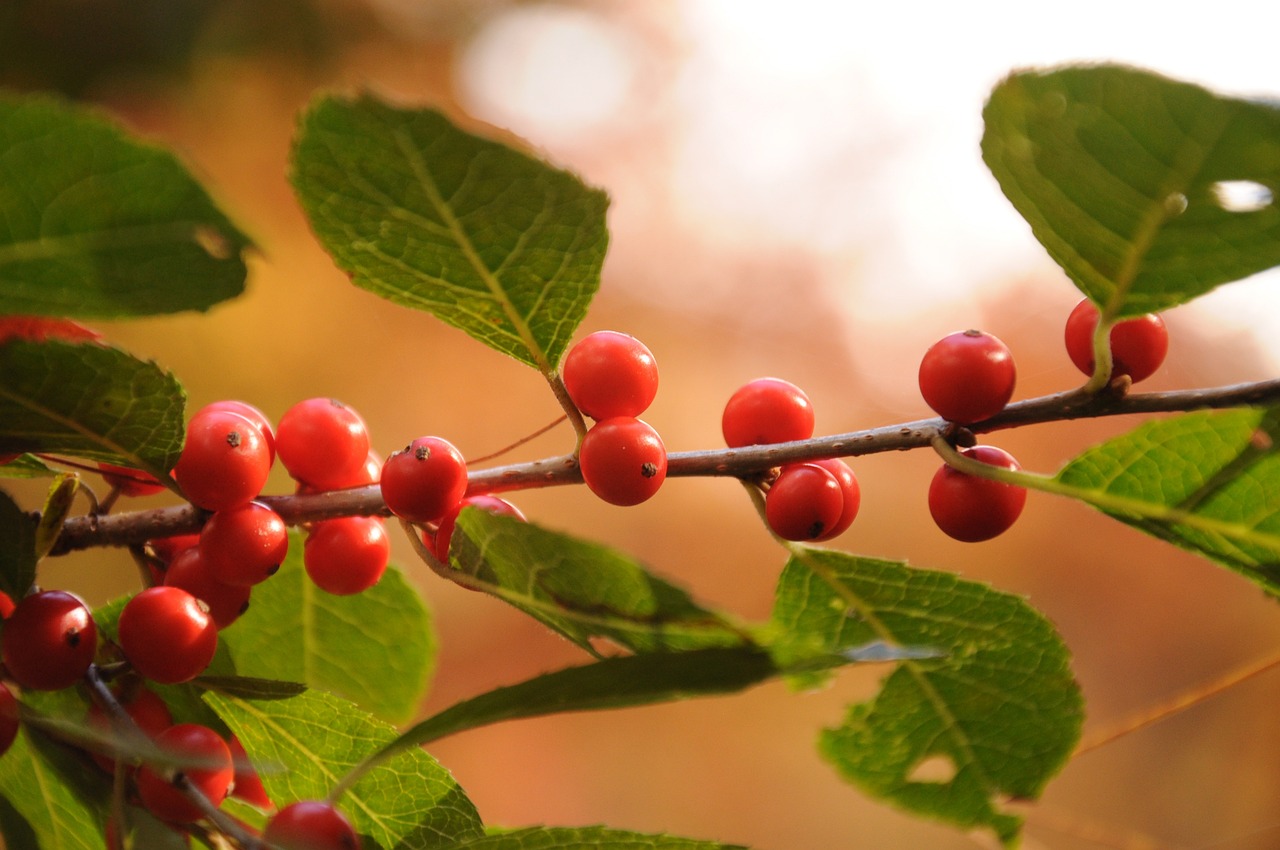 新澳全年免费资料大全,四叶参的功效与作用,极速版Timi201.1